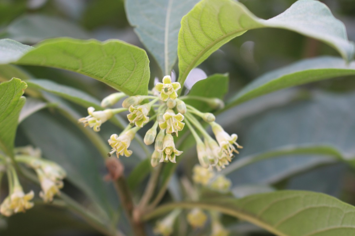 Iochroma arborescens (L.) J.M.H.Shaw